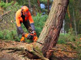 How Our Tree Care Process Works  in  Albion, IN