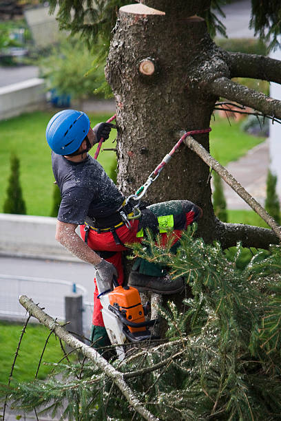 Reliable Albion, IN Tree Services Solutions